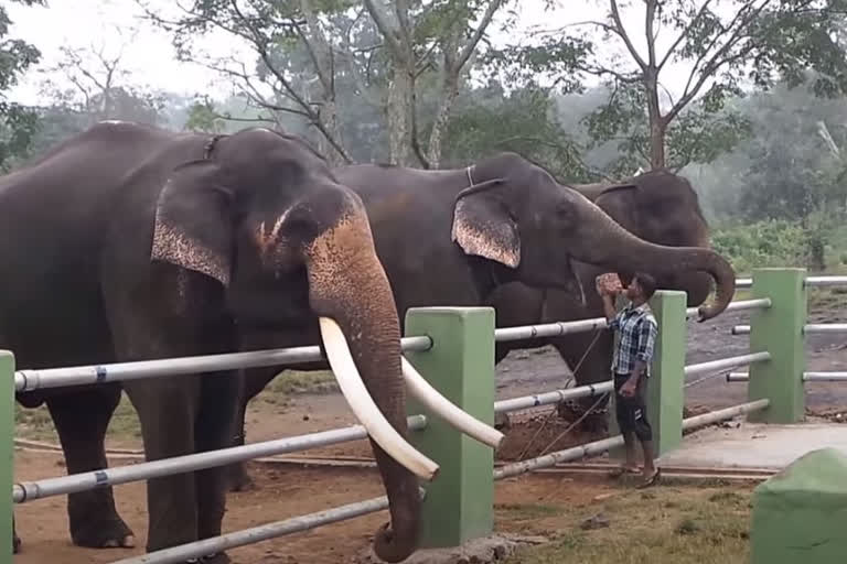 Elephant Refreshment Camp in Coimbatore from Feb. 8