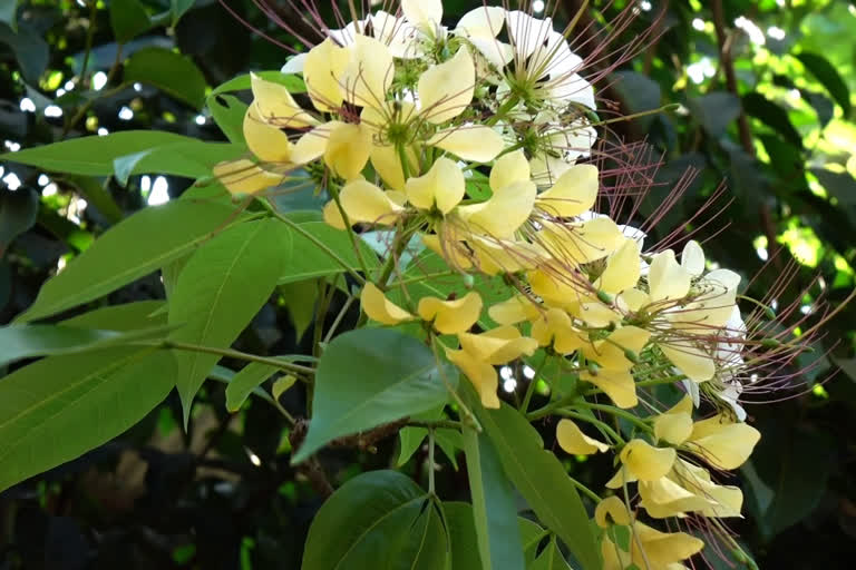 After four years neermathalam blossomed Pattambi CGM school yard  പട്ടാമ്പി സി.ജി.എം സ്‌കൂൾ മുറ്റത്ത് നാല് വർഷങ്ങൾക്ക് ശേഷം നീർമാതളം പൂത്തു  പാലക്കാട്  നീർമാതളം പൂത്തു  ഓസ്‌ട്രേലിയയും ജപ്പാനുമാണ് ഇതിൻ്റെ ജന്മദേശം