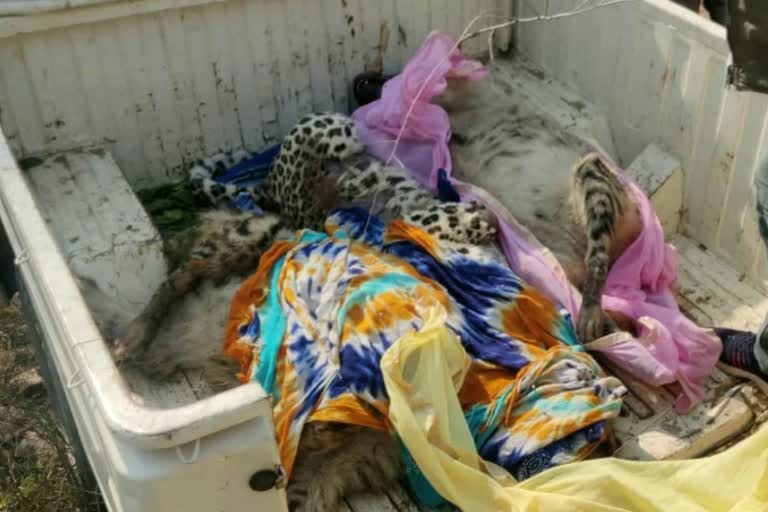 cheetah and two more wild animal dead body found