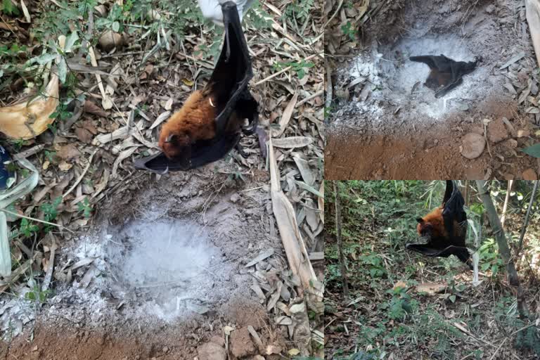 bat-found-dead-in-bhoranj