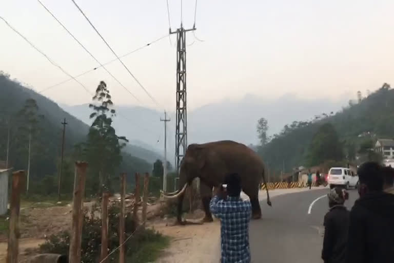 wild elephant munnar  Padayappa in Munnar  പടയപ്പ എന്ന കാട്ടുകൊമ്പൻ  മൂന്നാറുകാരുടെ പടയപ്പ