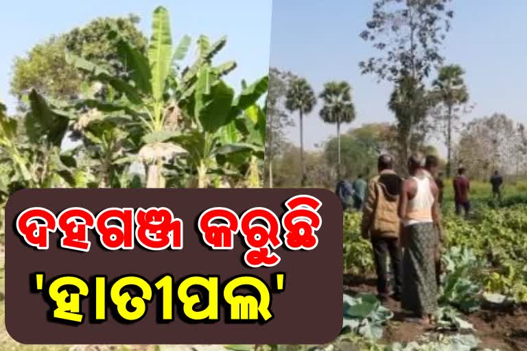 Elephants wasting the crops of farmer in anugul bargaunia