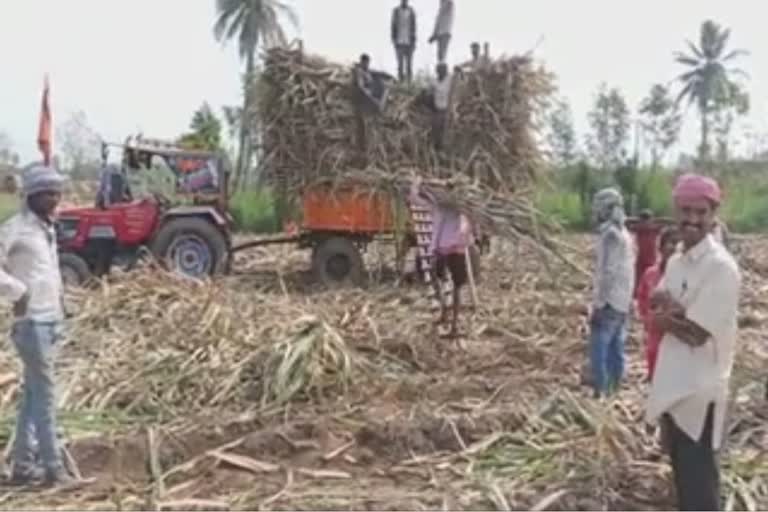 sugarcane-loaded-to-tractor