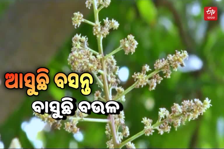 ବସନ୍ତ ଆଗମନରେ ହସୁଛି ଧରା