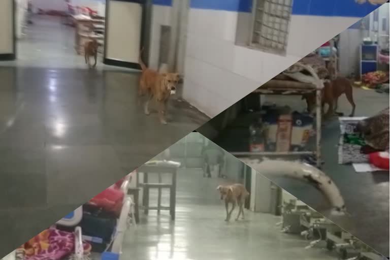 Maharashtra: Video of stray dogs inside patient ward at Government Medical College Nagpur, goes viral