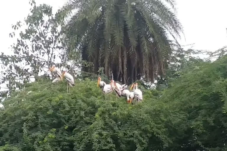 bird flu samples from delhi zoo