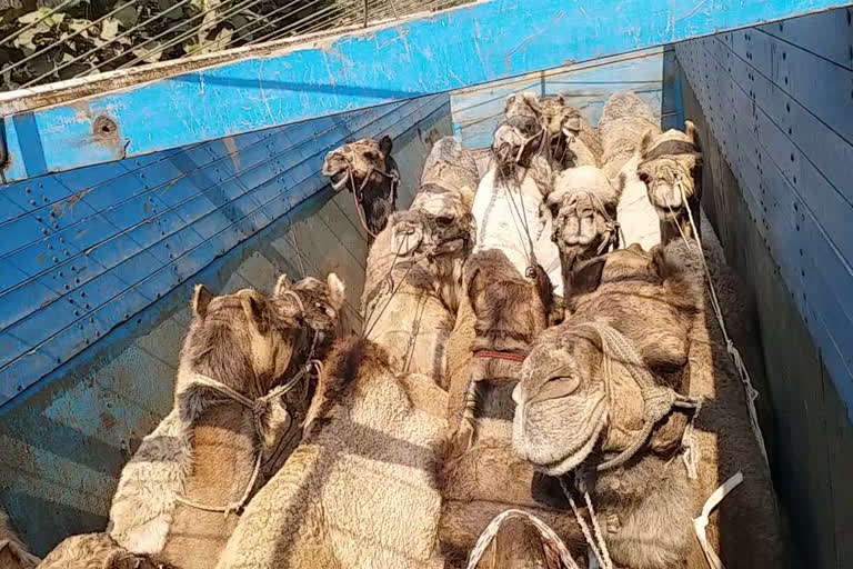 9 camel smugglers arrested in pakur