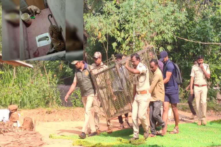 leopard capture operations delay in subhramanya