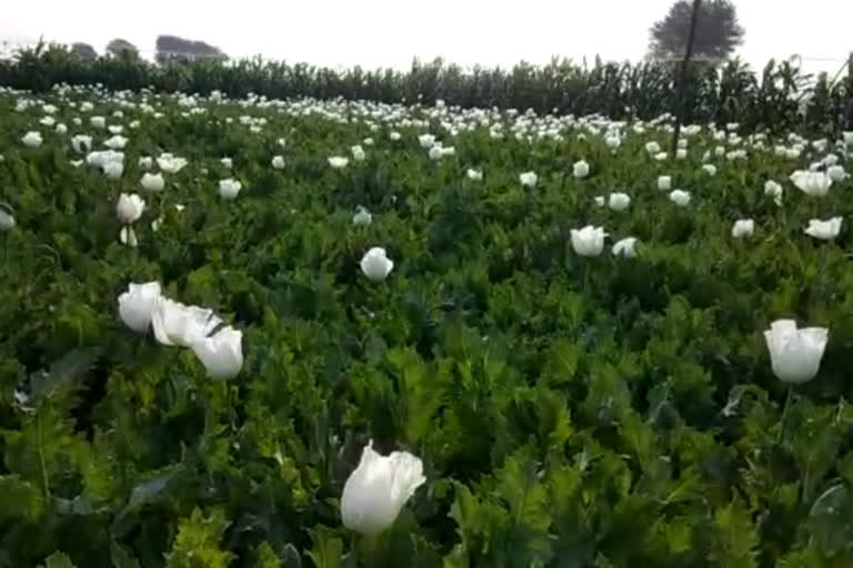 farmers protect opium ,pium called black gold , pratapgarh news