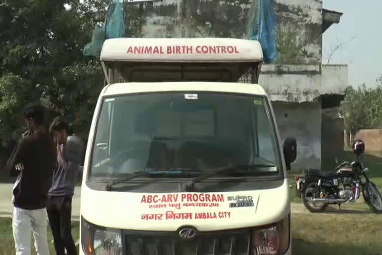 sterilization-of-dogs-effected-due-to-anesthesia-and-lack-of-staff-in-ambala