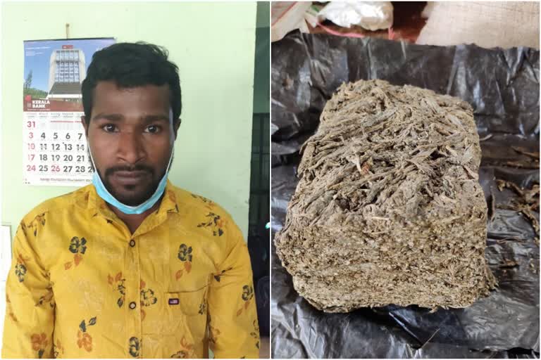 കഞ്ചാവുമായി അസം സ്വദേശി പിടിയിൽ  assam native arrested with cannabis  ഗുൽജാർ ഹുസൈൻ  kerala excise  cannabis in malappuram