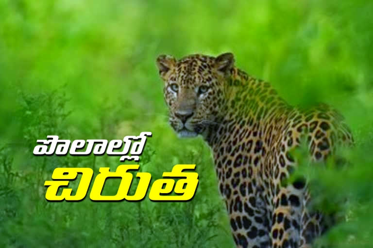 leopard wandering with 2 babies in ellanthakunta mandal