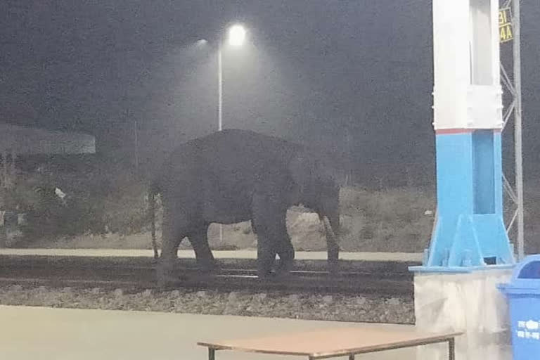 रेलवे स्टेशन पर घूमता दिखा हाथी