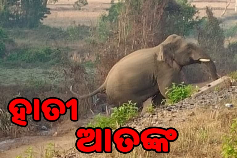 ହାତୀ ଆକ୍ରମଣରେ ମହିଳା ମୃତ