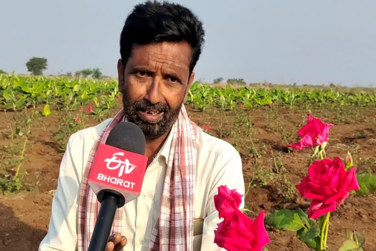 Profitable rose flower farming at kushtagi