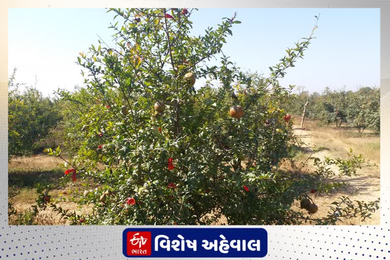 દાડમની ખેતી માટે પ્રખ્યાત બનાસકાંઠાના ખેડૂતોને પૂરતા ભાવો ન મળતા અન્ય ખેતી કરવાનો વારો આવ્યો