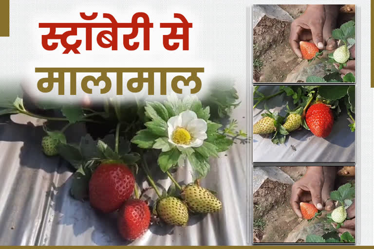 farmers are cultivating strawberries in ramgarh