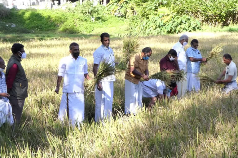 The cultivation carried out under the leadership of the CPM and DYFI activists at Padasekharam in Idukki Shanthampara yielded a hundredfold.  CPM DYFI  cultivation  Idukki Shanthampara  നൂറ് മേനി വിളവിലൂടെ നാളേക്ക് ഒരു സന്ദേശം നല്‍കി ഇടുക്കിയിലെ നെല്‍കൃഷി  ഇടുക്കിയിലെ നെല്‍കൃഷി  ശാന്തമ്പാറ  സിപിഎം, ഡിവൈഎഫ്ഐ  നൂറുമേനി വിളവ്  നെല്‍കൃഷി