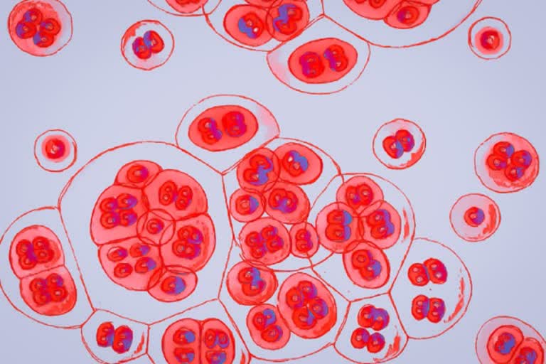 cancer cases in northeast states