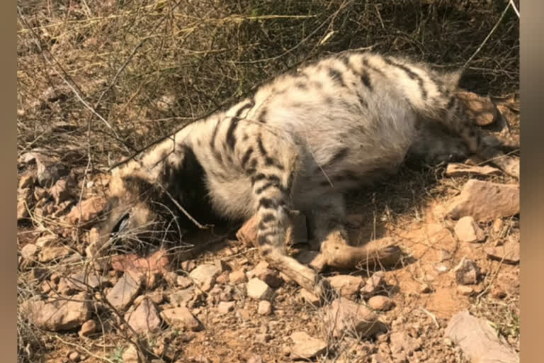 cheetah and two more wild animal dead body found in sohna