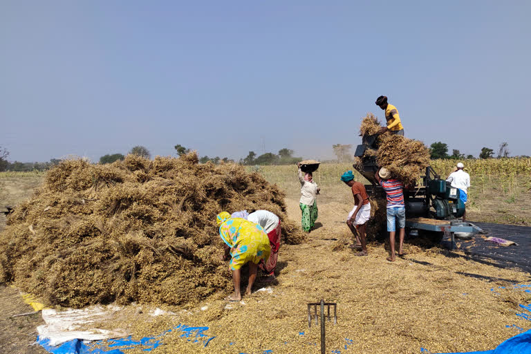 Farmers demand central government Support price for chickpea crop