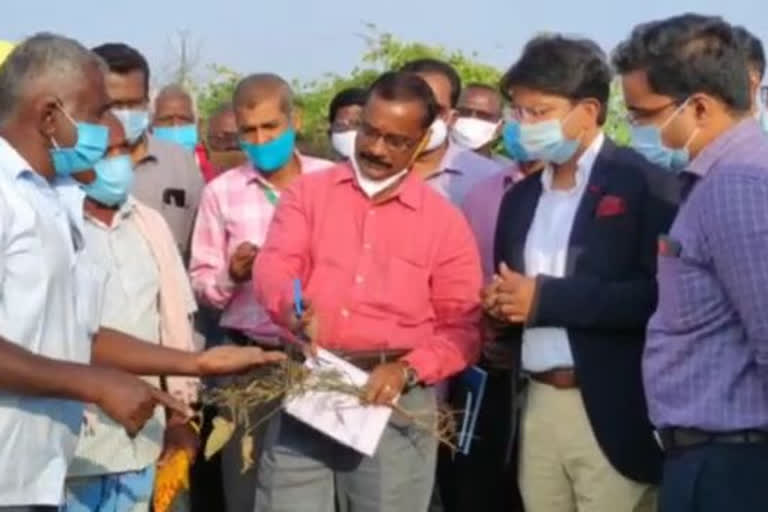 Central committee inspection the damaged crops Central committee Thoothukudi district news Damaged crops in thoothukudi துாத்துக்குடி மாவட்டச் செய்திகள் தேசமடைந்த பயிர்களை ஆய்வுசெய்த மத்திய குழுவினர் கனமழையால் தேசமடைந்த பயிர்கள்