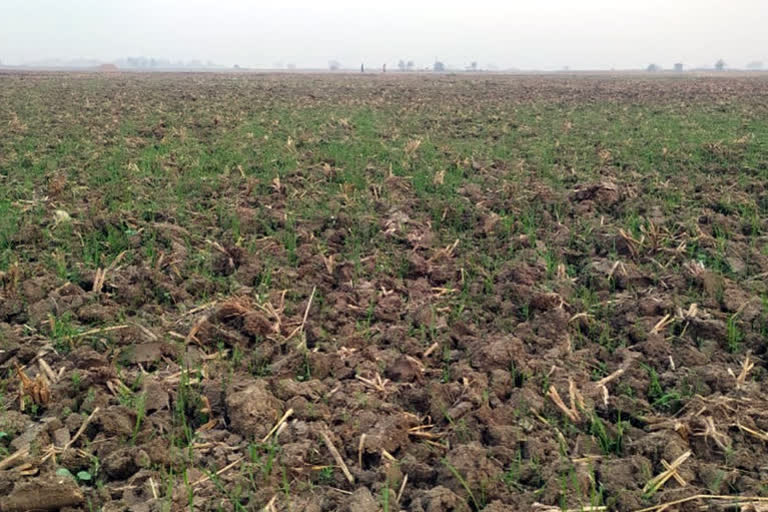 weather farming in bihar