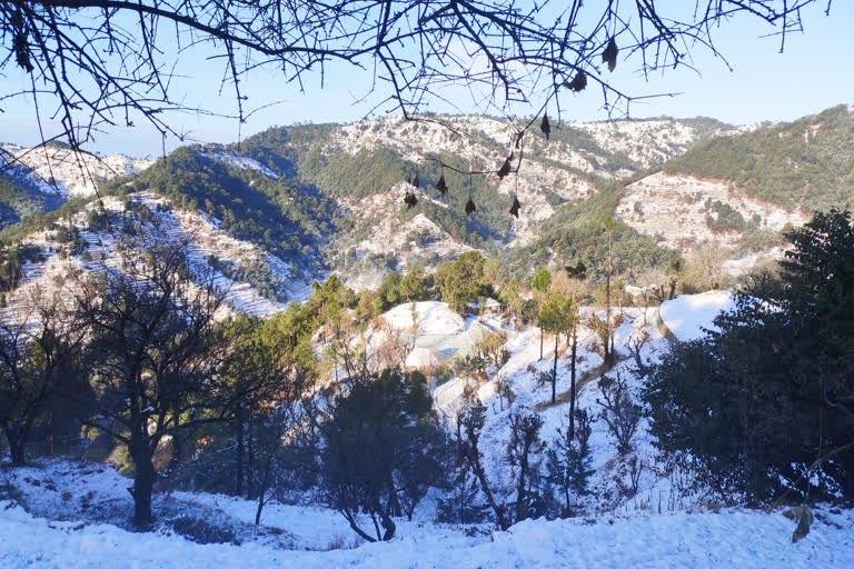 snowfall in karsog.