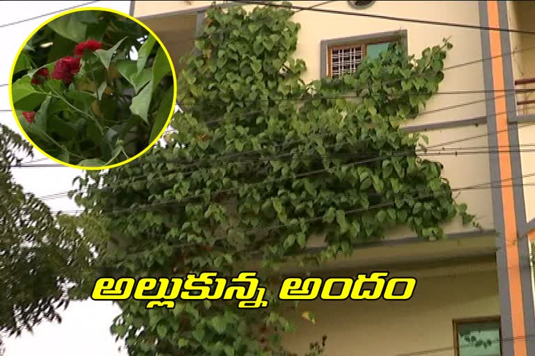 beautiful-incident-betel-and-rose-growing-together-at-home-hanmakonda-in-warangal-urban-district