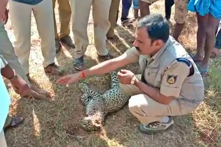 both leopard and dog died during fight in Mandya