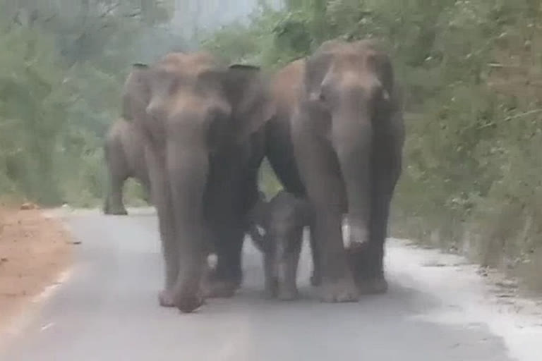 elephants