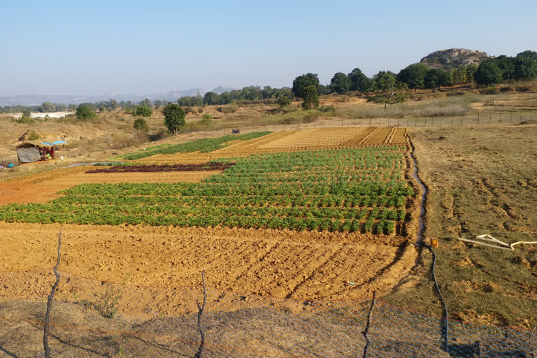 farmer cultivates barren land in simdega