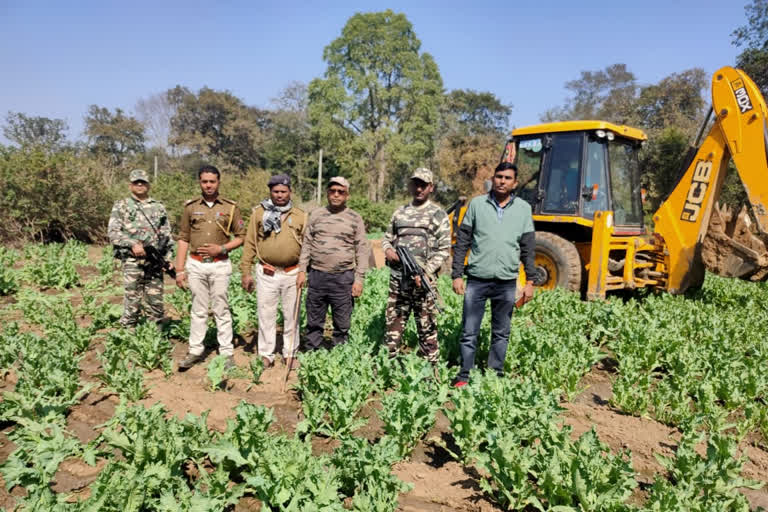 poppy crop destroyed-