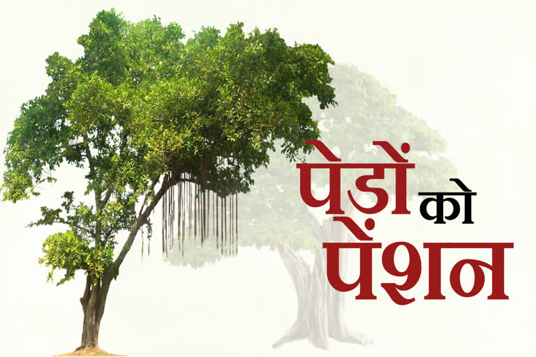 haryana-forest-department-is-preparing-such-a-draft-through-which-elderly-trees-in-the-state-can-also-get-pension