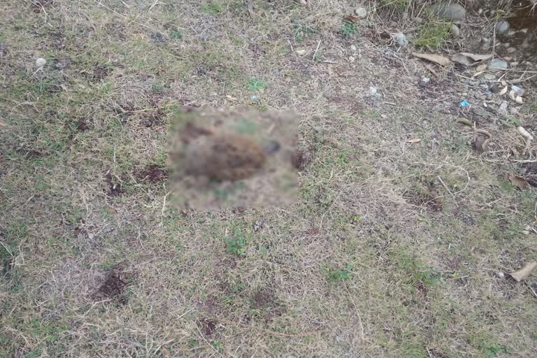 birds-found-dead-in-bhoranj