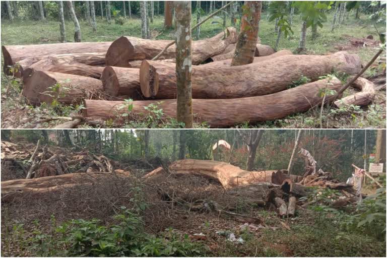 മുട്ടിൽ വില്ലേജ്  വീട്ടിമരം മുറിക്കുന്നതായി പരാതി  illegal logging muttil village  muttil village wayanad