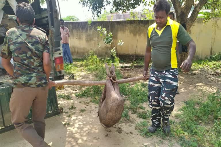 காட்டுப்பன்றி உயிரிழப்பு