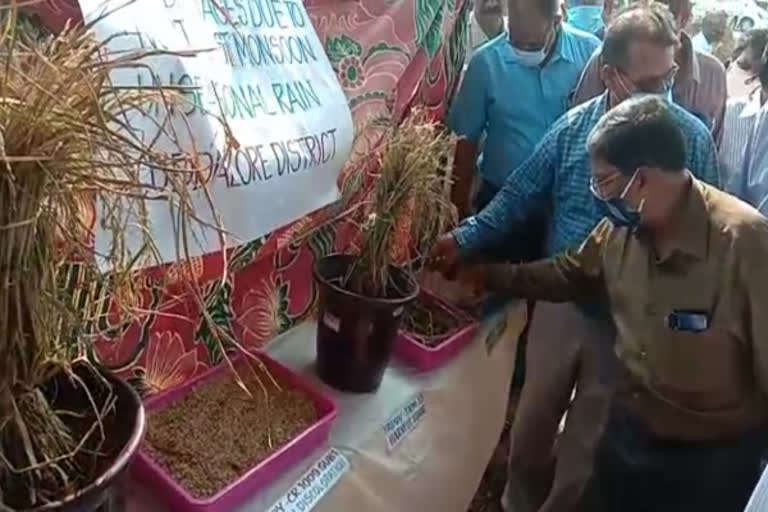 central-team-view-of-rain-damaged-crops-in-cuddalore