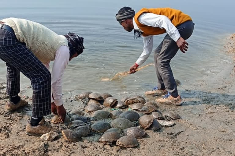 smuggled turtles recovered