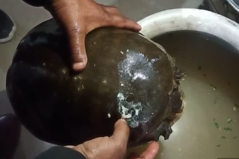 Smuggler arrested with 5 turtles in Jabalpur