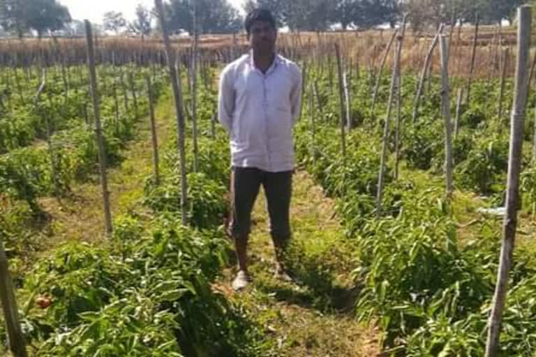 Farmers are also making a profit from the cultivation of capsicum.