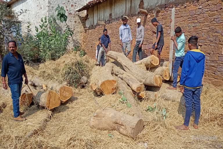 Illegal teak harvesting