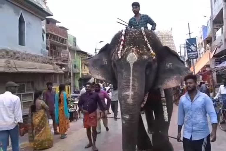 ‘Gomati’ elephant taken to Thekkampatti camp