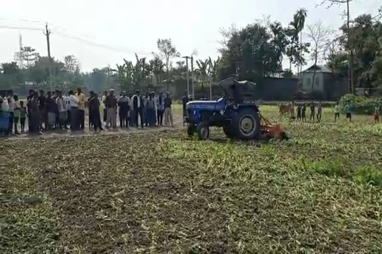 বৰপেটাত বিঘাই বিঘাই কৰা হৈছে নিষিদ্ধ আফিং খেতি