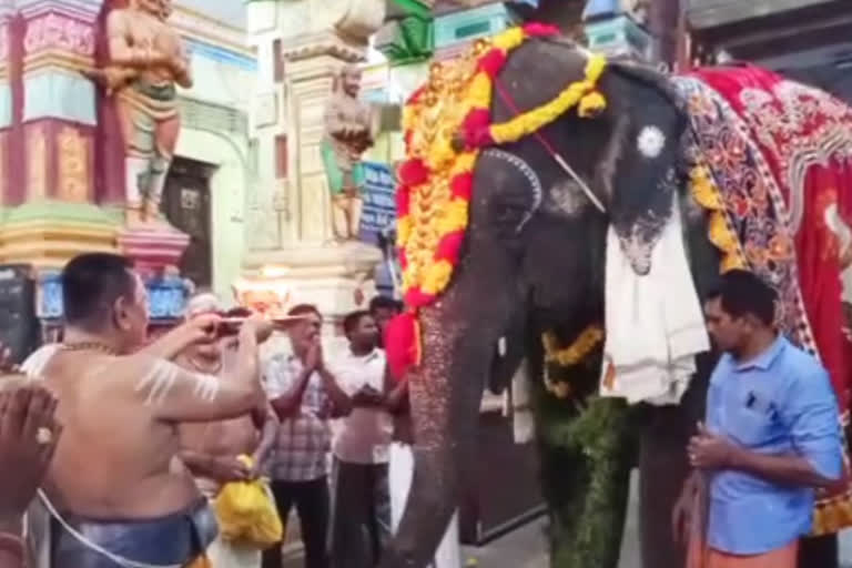 ramanathaswamt temple elephant ramanalashimi went to thekadi elephant special welfare program