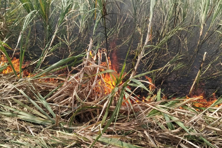 sugarcane fire