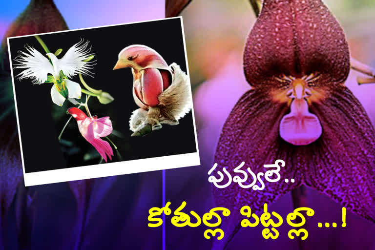 Flowers in different shapes like monkey and huma face