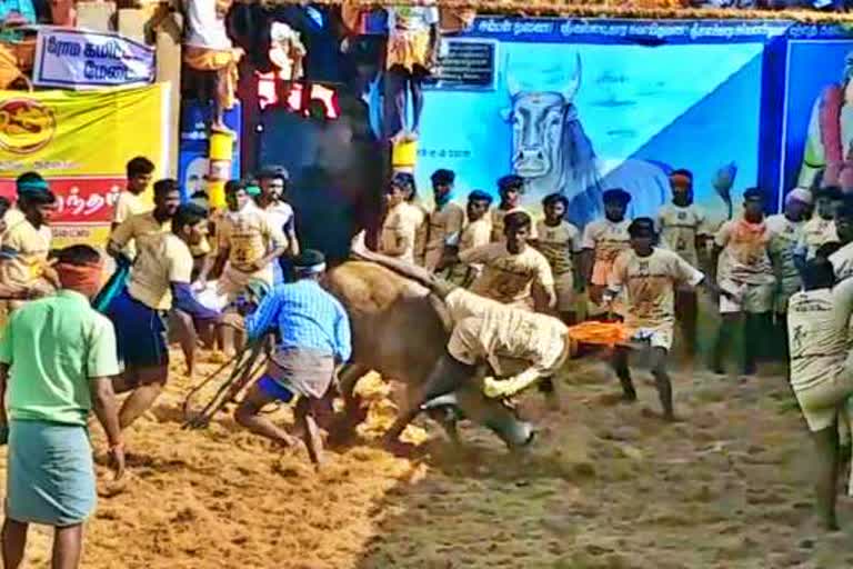 Ayyampatti Jallikattu