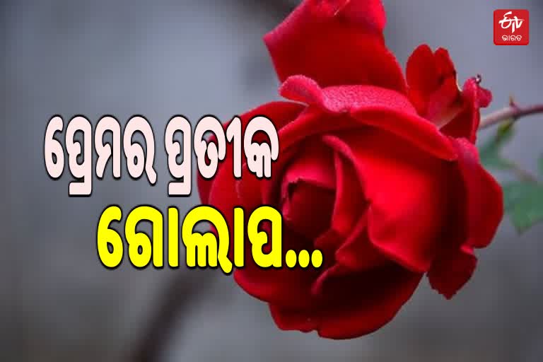 ଭେଲଣ୍ଟାଇନ ସପ୍ତାହର ପ୍ରଥମ ଦିନ...