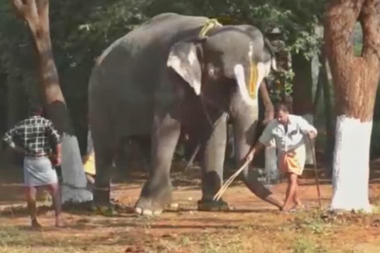 temple elephant